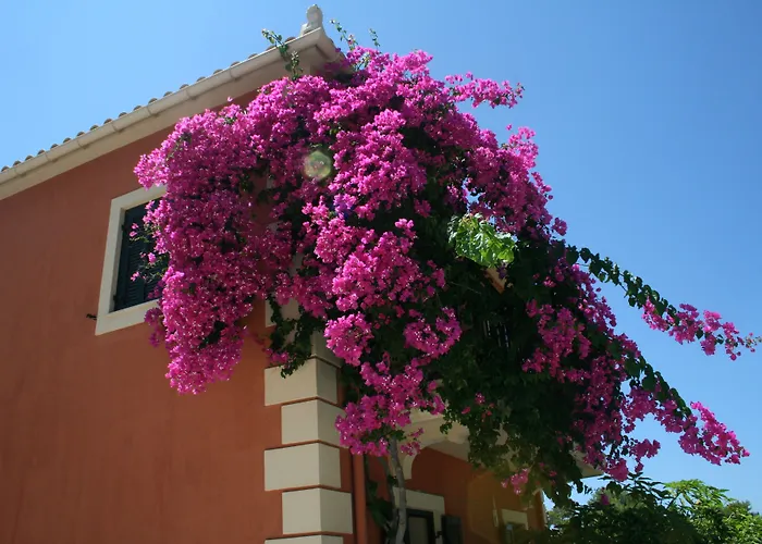 Lassi (Kefalonia) Dog Friendly Hotels near Makris Gialos Beach